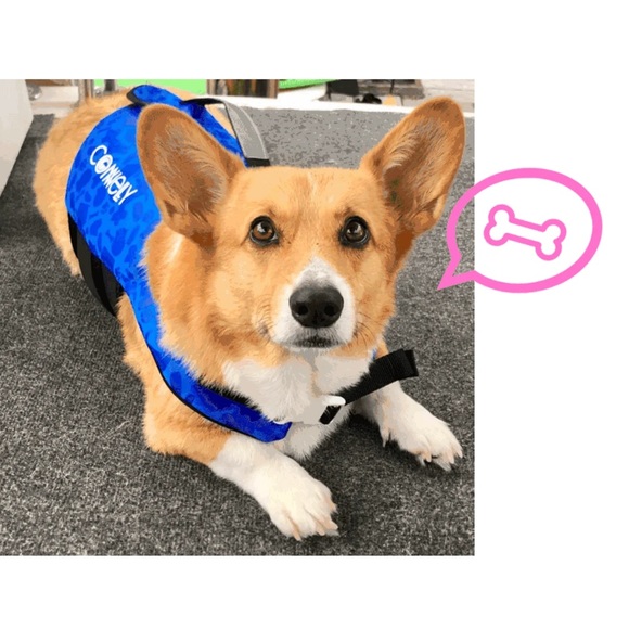 Connelly Neo Otis Dog Scuba Swim Life Vest In Blue For Swimming/SUP/Kayaking - Picture 1 of 15